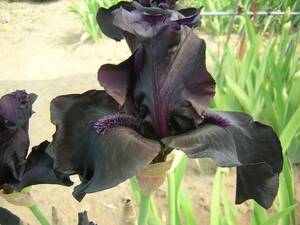  german Iris бог ... чёрный. цвет bi four The storm 