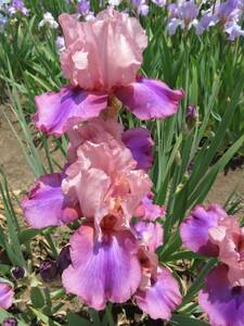  german Iris красный фиолетовый. уникальность . атмосфера. цвет en коричневый nting