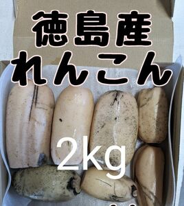 徳島県産　れんこん　2kg