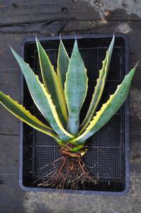 アガベ アメリカーナ 大株　Agave 地植え　チタノタ　フェロックス　錦　斑入り　