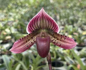 Paph. Red Glory × Paph. Holdenii レッドグローリー×ホールデニー　No.11 /洋蘭 /ラン/蕾あり/鉢植え/交配種/パフィオ