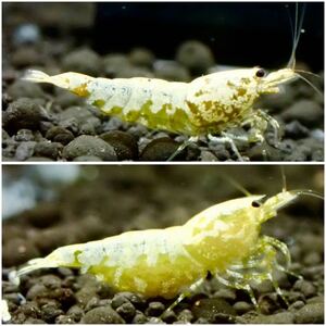 【 HY Shrimp 】ゴールドギャラクシー 若個体 抱卵ペア