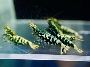 【 HY Shrimp 】ブラックギャラクシー 若個体 抱卵雌7匹 雄3匹 計10匹