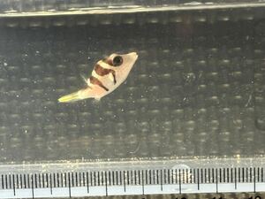 沖縄県産 ハンドコート シマキンチャクフグ 約2cm±