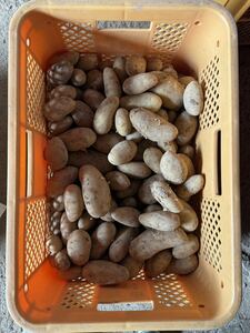  красный земля ba Ray shopi LUKA картофель Кагосима префектура длина остров блок производство 3kg ①