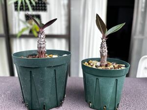 Pachypodium baronii パキポディウムバロニー実生2株セット検)グラキリスgracilius agave titanotaアガベチタノタウィンゾリーwindsorii