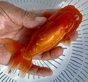 2[ silver ..]*..3 -years old golgfish *14.5cm female * shipping un- possible region have explanatory note reference *