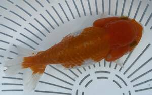 9[ silver ..]*..3 -years old golgfish *12.5cm female * shipping un- possible region have explanatory note reference *