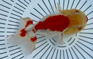 3[ silver ..]*..3 -years old golgfish *13.5cm male * shipping un- possible region have explanatory note reference *