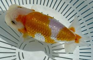3[ silver ..]* Chuubu day .. Ozeki system *2 -years old 14cm male * shipping un- possible region have explanatory note reference *