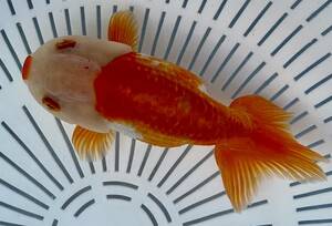 7[ silver ..]*..3 -years old golgfish *12.5cm male * shipping un- possible region have explanatory note reference *