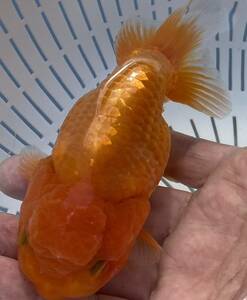 1[ silver ..]*..3 -years old golgfish *12.5cm female * shipping un- possible region have explanatory note reference *