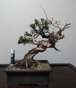  thread fish river genuine Kashiwa bonsai height of tree 25cm heaven Gin till car li. highest great . taste!!