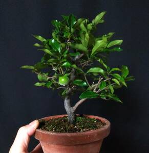 . запись хурма shohin bonsai высота дерева 20cm ветка .. полнота . симпатичный реальный ..2 шт редкий товар tokiwa!!