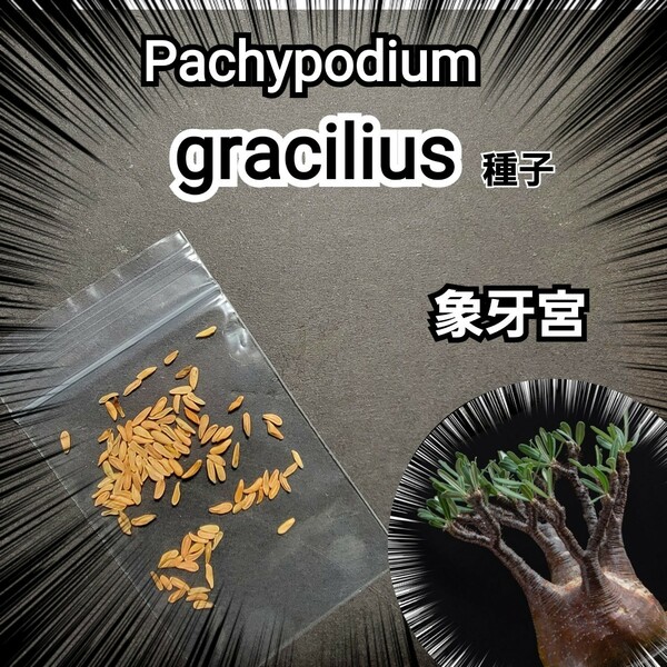 パキポディウム 　グラキリス　 種子【5粒セット】 Pachypodium gracilius 　象牙宮　塊根植物の人気No.1です！最新入荷厳選　限定販売！