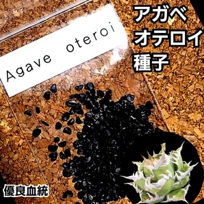 アガベ オテロイ 種子【10粒】良血統厳選 オアハカ メキシコ産 鮮度の良い種ですので発芽率も高い! 是非、実生にチャレンジください