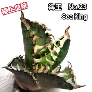 極上血統！　海王　No.23　アガベ　チタノタ　成熟すると葉の先から根元まで強い鋸歯がびっしりと並び、攻撃的な姿に！鋸歯も厚く厳つい！