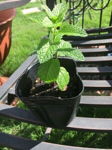  cooking recipe attaching herb spare mint beginner also safety pot 1 seedling ( postage =240 jpy degree )