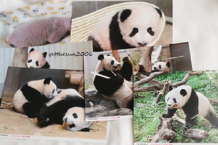 2025年最新】Yahoo!オークション -上野動物園(印刷物)の中古品 2025年最新】Yahoo!オークション -上野動物園(印刷物)の中古品