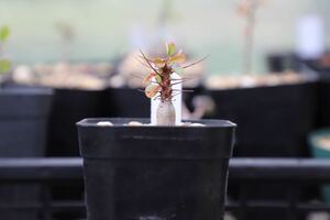 フォークイエリア　ファシクラータ　プルプシー　塊根植物 パキポディウム コーデックス パキプス　グラキリス