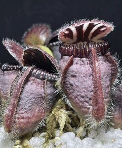 Cephalotus follicularis Big Mouth Original From Kai Becker CZP セファロタスフォリキュラリス ビッグマウス 2号深 食虫植物