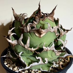 特選 ボールシーザー アガベ チタノタ fo-076 オテロイ oteroi agave titanota