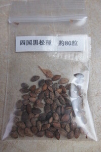  Shikoku Japanese black pin kind seeds approximately 80 bead 