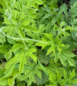 農薬不使用ゴーヤ苗　7本　※発送の翌日到着にて直ぐに移植できる方限定