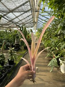  Bill bell gear * Louis -z* special * here * Billbergia Louise Special ' Coco '