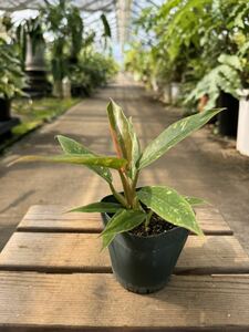 フィロデンドロン・リングオブファイア ★ Philodendron Ring-of-Fire Variegata