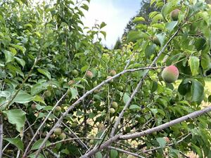 【京芳菜園】　岐阜県産　青梅　南高梅　自家栽培　無農薬 傷あり 3kg 梅干し 梅ジュース 梅酒 梅ジャム などに♪ ①