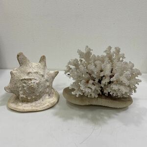  extra-large tou Camry gai.. coral shell specimen interior objet d'art aquarium ornament ornament thing present condition goods 