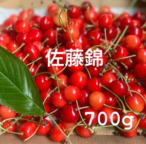 早朝もぎたて! 山形県東根産　さくらんぼ佐藤錦　700g