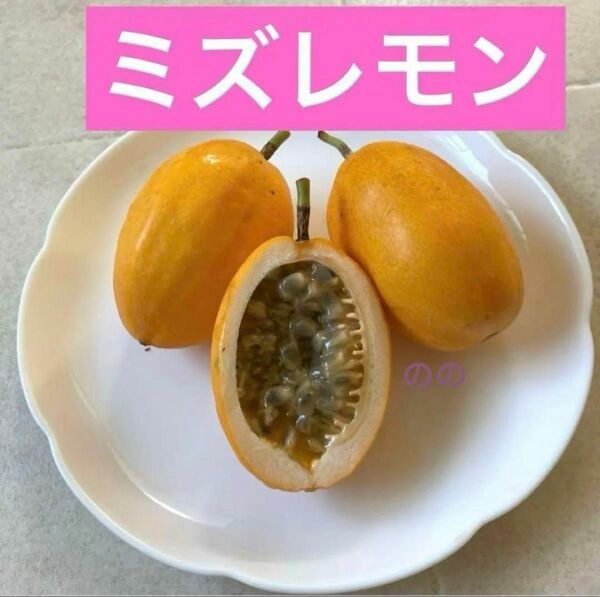 ミズレモンの種子20粒　沖縄産　