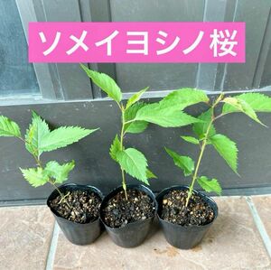 ソメイヨシノ桜　抜き苗1株　(虫食いや葉焼けあり)