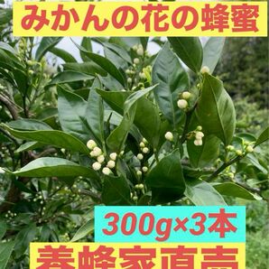 浜名湖産　ミカンの花の蜂蜜300g×3本　純粋　養蜂所直売