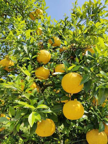 (送料無料)　無農薬栽培　無肥料　自然栽培　甘夏みかん　10キロ以上　平日のみ発送　金曜から日曜落札分は翌週月曜発送