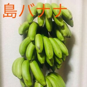 ★奄美大島からの贈り物★安全安心無農薬！甘くてもっちり美味しい 島バナナ　国産バナナ