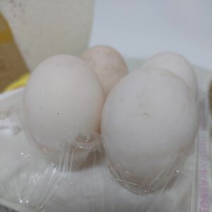 有精卵 アヒル 卵 食用 白 ホワイト あひる 家鴨