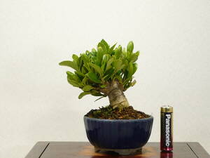 * mini bonsai * gardenia (../.. none ) excellent material 