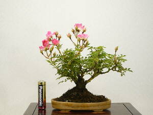 * mini bonsai *.no rose (. rose /. ..)miyabi excellent material 