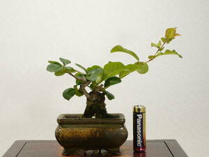 * mini bonsai * becoming dim ( tree ./..) flower color unknown 