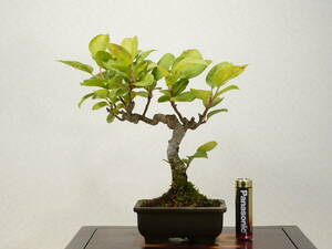 * mini bonsai * sea .( kai dou)zmi apple series 