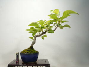 * shohin bonsai *ko not equipped ( small pear /. none )