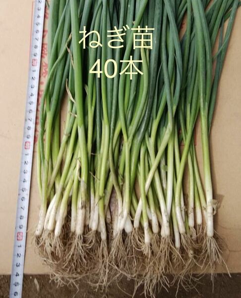 長ねぎの苗200本【じいばあの家庭菜園】一本ねぎ