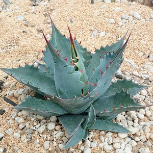 【アガベ パラサナ 親株】Agave parrasana ハウス内地植え株ウォーターマークくっきり頼光抜き苗発送