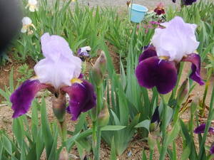 * german Iris * добрый цветок .. оттенок * гель зонт *2 АО *
