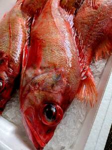 ★お家でご馳走・頭付きの赤魚は消費者が見ることはほとんど皆無。出回っている99パーセントは輸入モノですが子の赤魚は北海道根室産！