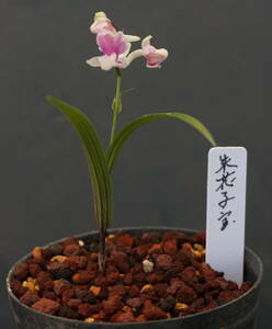 uchou Ran . Hanako . перо бабочка орхидея луковица Ran 
