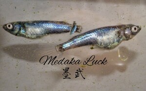 極上種親　墨武（ボブ）とレクリスセット【Medaka Luck】共に本家血統品　稚魚10匹ずつ　合計20匹　　メダカめだか　